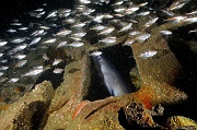 Conger conger epave-Belle ile  Philippe Eric-20m-20160701-Denis-ADER-DSC_8394_tn